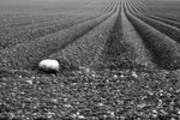 Thumbnail Plough Lines in a Field