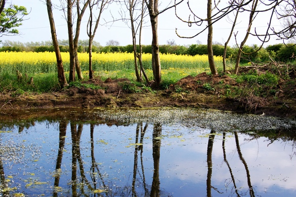 Product picture Pond Reflection