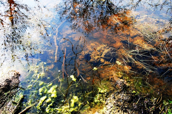 Product picture Pond Life Reflection